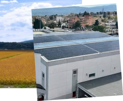 Control de calidad en el molino Caputo